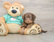 9 week old Mini Aussiedoodle Puppy For Sale - Puppy Love PR