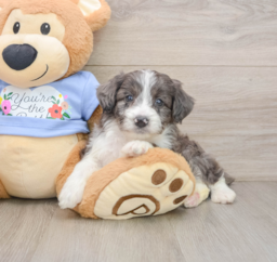 8 week old Mini Aussiedoodle Puppy For Sale - Puppy Love PR