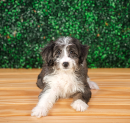 10 week old Mini Aussiedoodle Puppy For Sale - Puppy Love PR