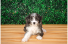 Cute Mini Aussiedoodle Poodle Mix Pup
