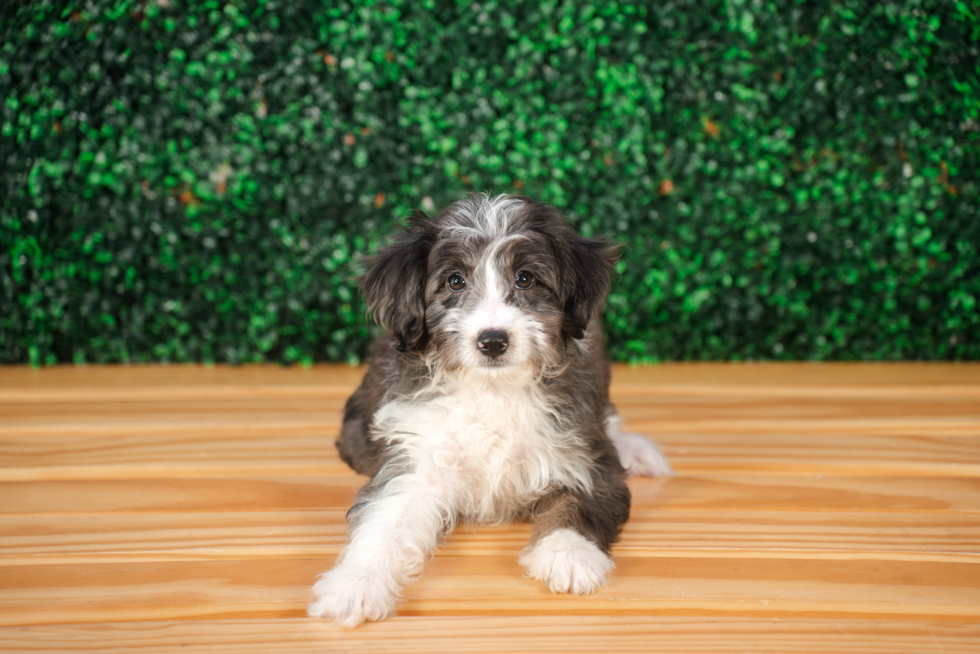 Cute Mini Aussiedoodle Poodle Mix Pup