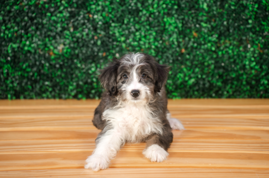 Cute Mini Aussiedoodle Poodle Mix Pup