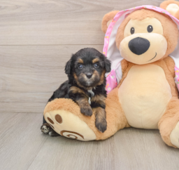 8 week old Mini Aussiedoodle Puppy For Sale - Puppy Love PR