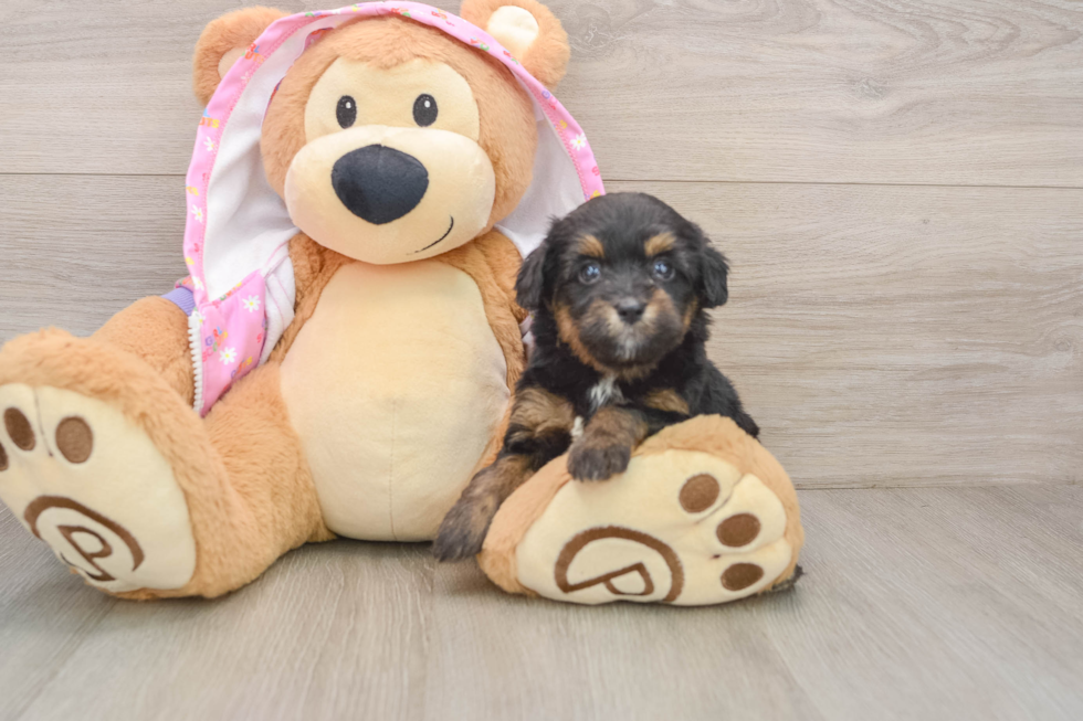 Fluffy Mini Aussiedoodle Poodle Mix Pup