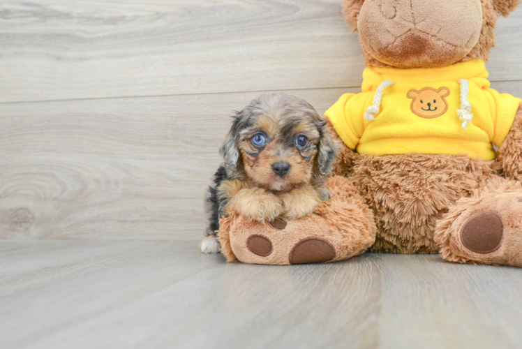 Meet Tucci - our Mini Aussiedoodle Puppy Photo 1/9 - Puppy Love PR Mini Aussiedoodle Puppy for Adoption