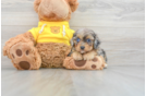 Best Mini Aussiedoodle Baby