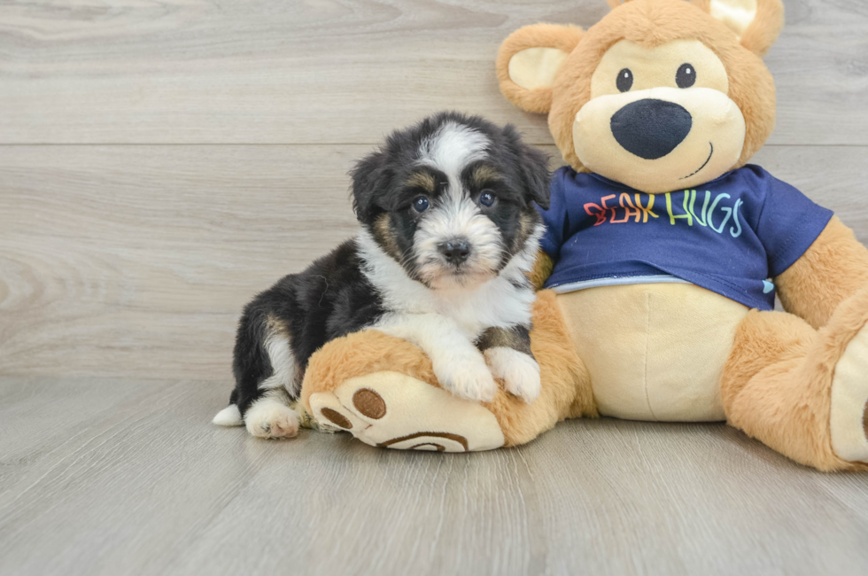 6 week old Mini Aussiedoodle Puppy For Sale - Puppy Love PR