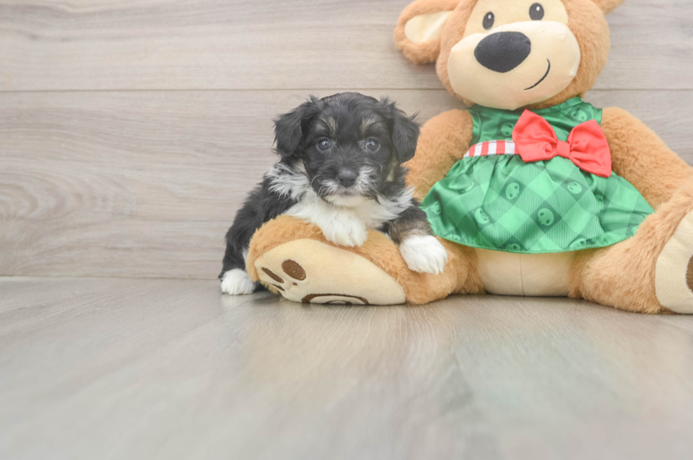 5 week old Mini Aussiedoodle Puppy For Sale - Puppy Love PR