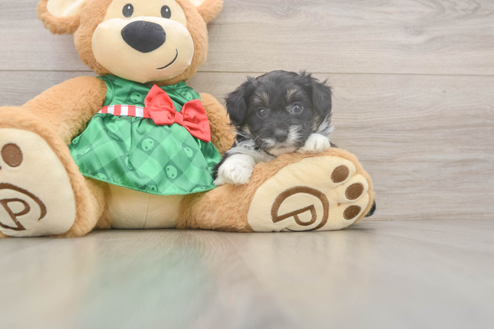 Mini Aussiedoodle Puppy for Adoption