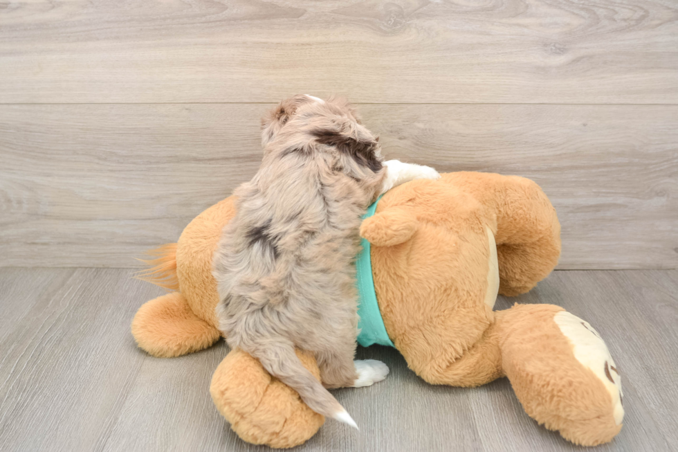 Fluffy Mini Aussiedoodle Poodle Mix Pup