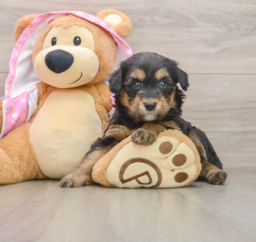 8 week old Mini Aussiedoodle Puppy For Sale - Puppy Love PR