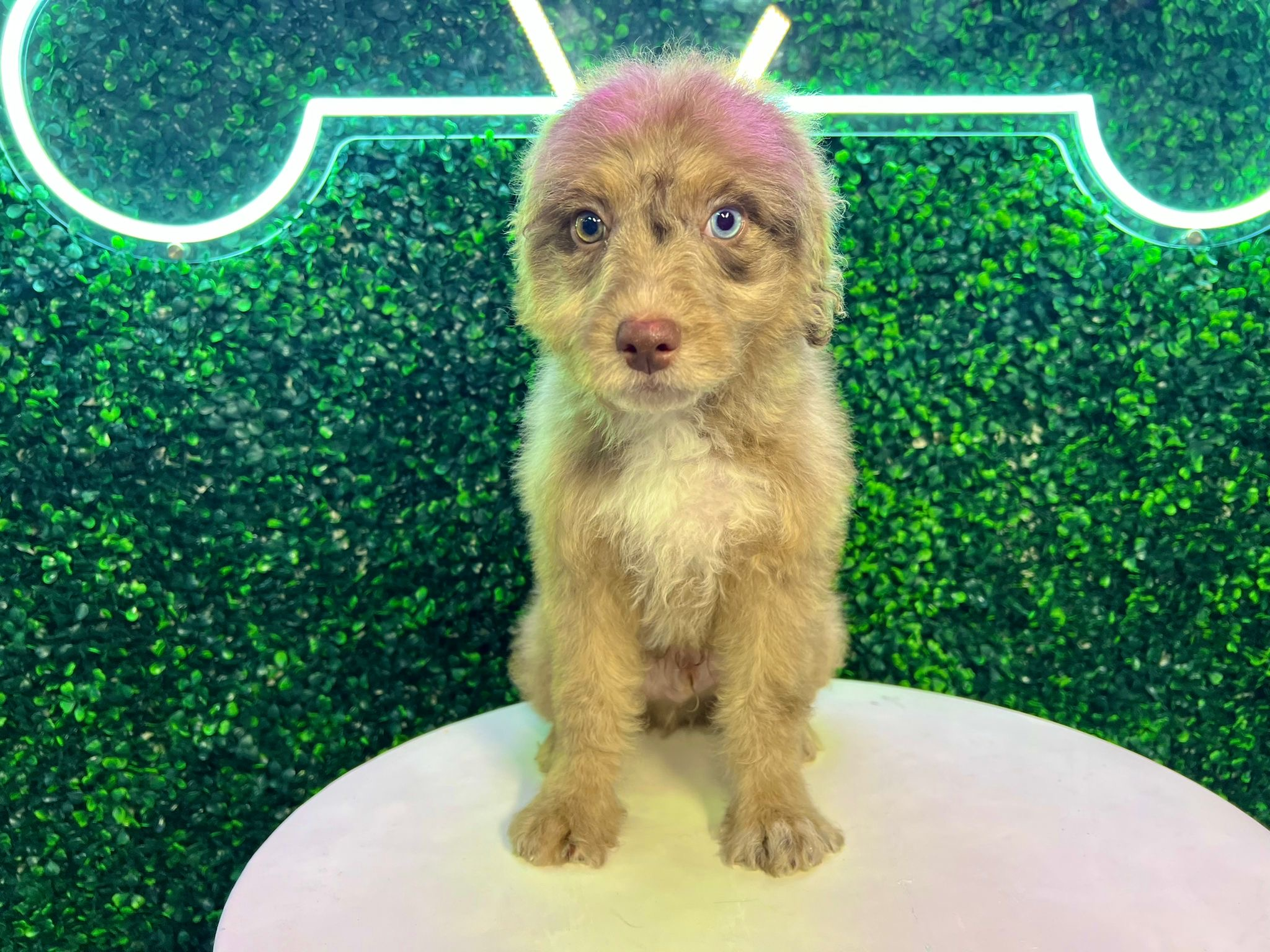 Cute Mini Aussiedoodle Baby