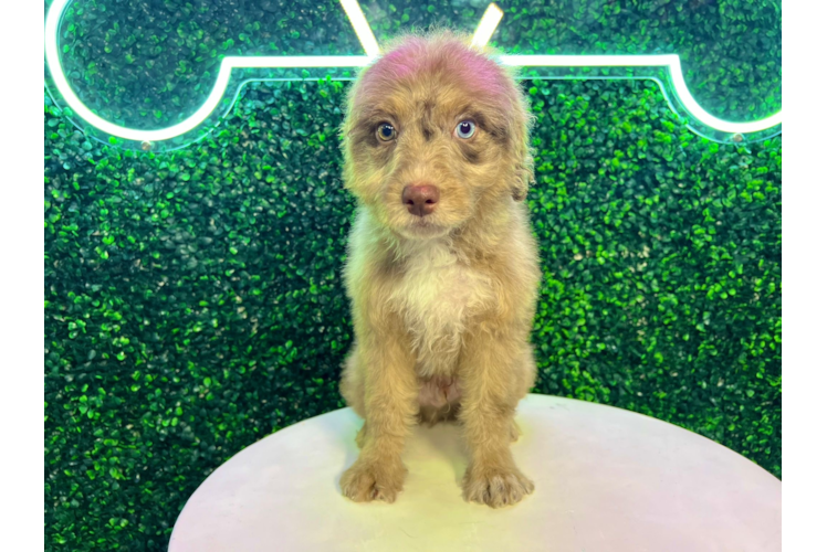 Meet Tuscan - our Mini Aussiedoodle Puppy Photo 1/4 - Puppy Love PR Cute Mini Aussiedoodle Baby