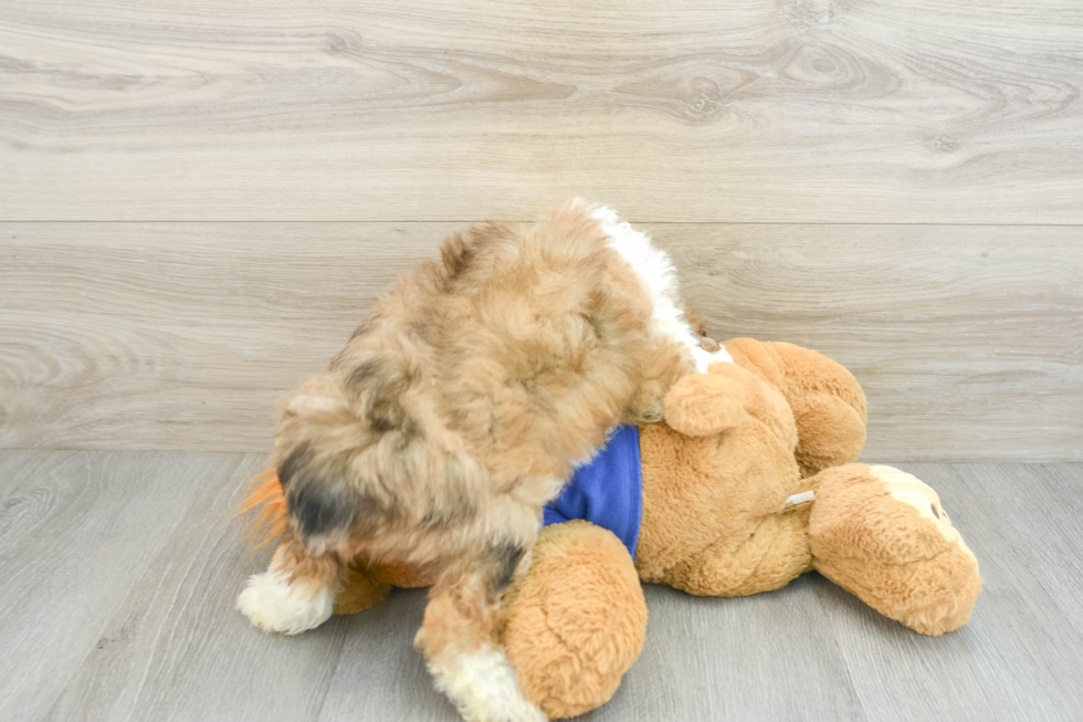 Mini Aussiedoodle Pup Being Cute