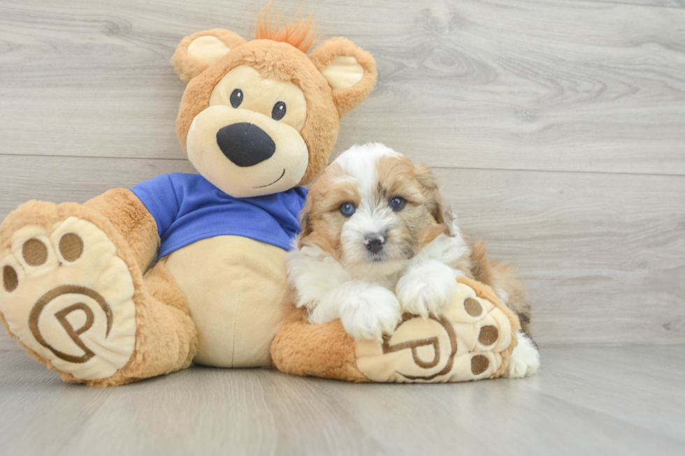 Best Mini Aussiedoodle Baby