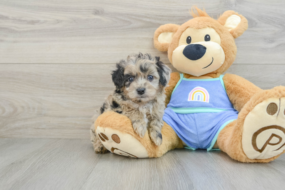 Mini Aussiedoodle Pup Being Cute