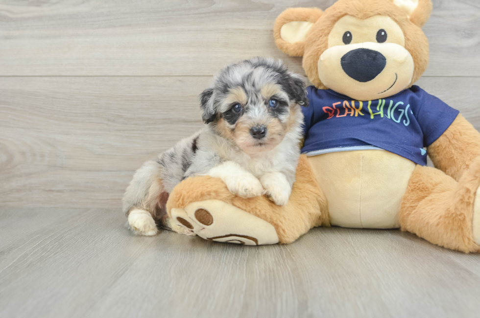 6 week old Mini Aussiedoodle Puppy For Sale - Puppy Love PR