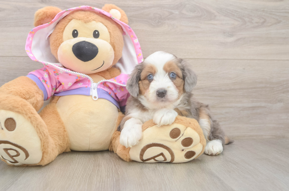 5 week old Mini Aussiedoodle Puppy For Sale - Puppy Love PR