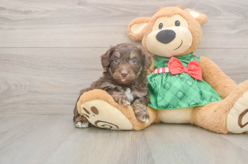 5 week old Mini Aussiedoodle Puppy For Sale - Puppy Love PR