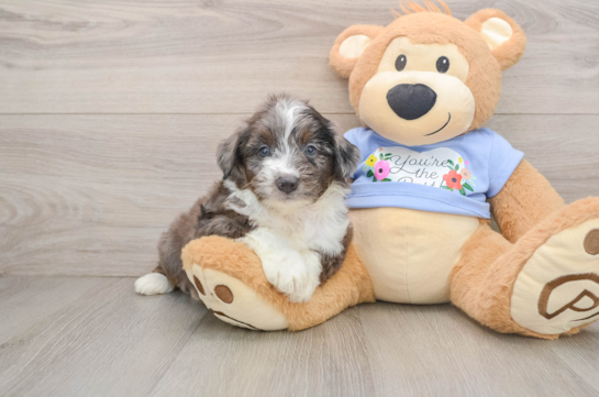 Mini Aussiedoodle Puppy for Adoption