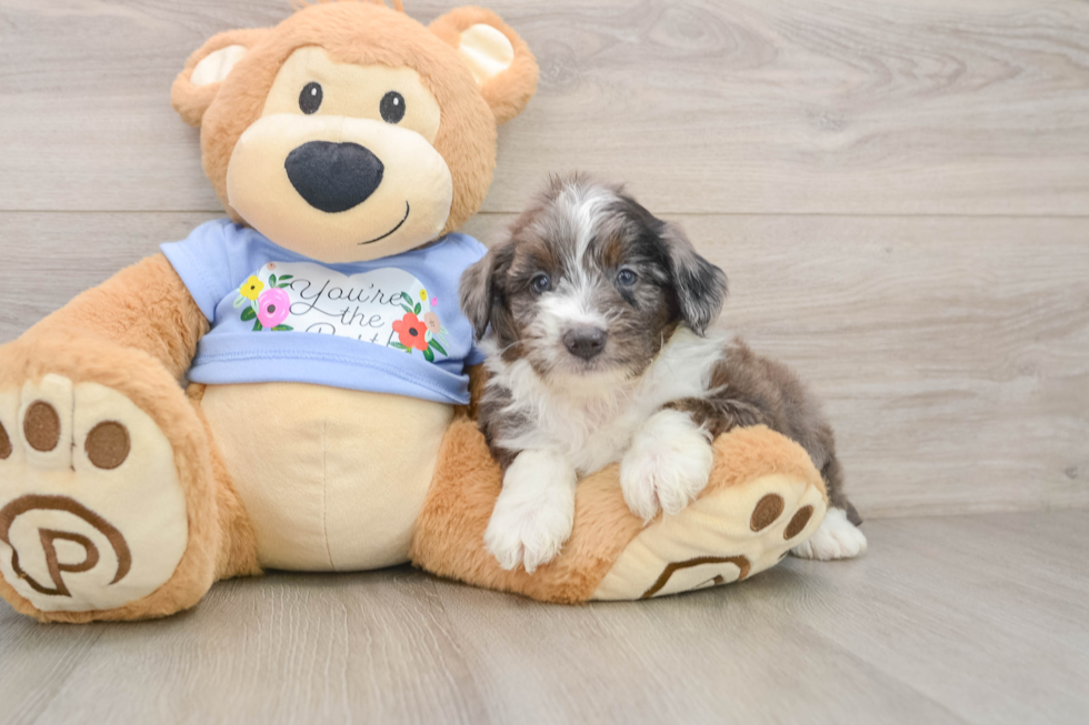 Small Mini Aussiedoodle Baby