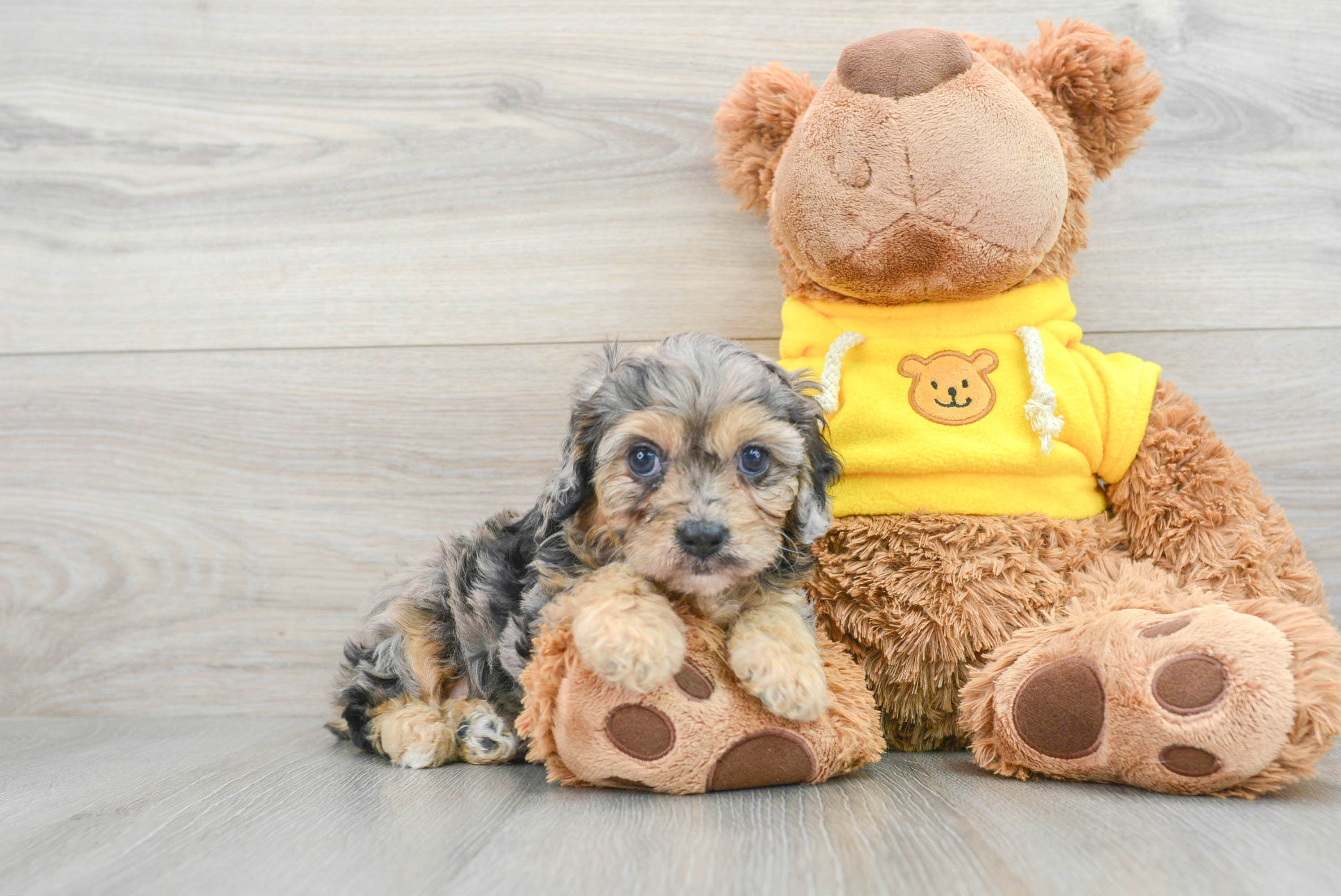 Mini Aussiedoodle Puppy for Adoption