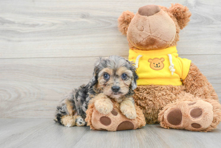 Meet Twilight - our Mini Aussiedoodle Puppy Photo 1/3 - Puppy Love PR Mini Aussiedoodle Puppy for Adoption