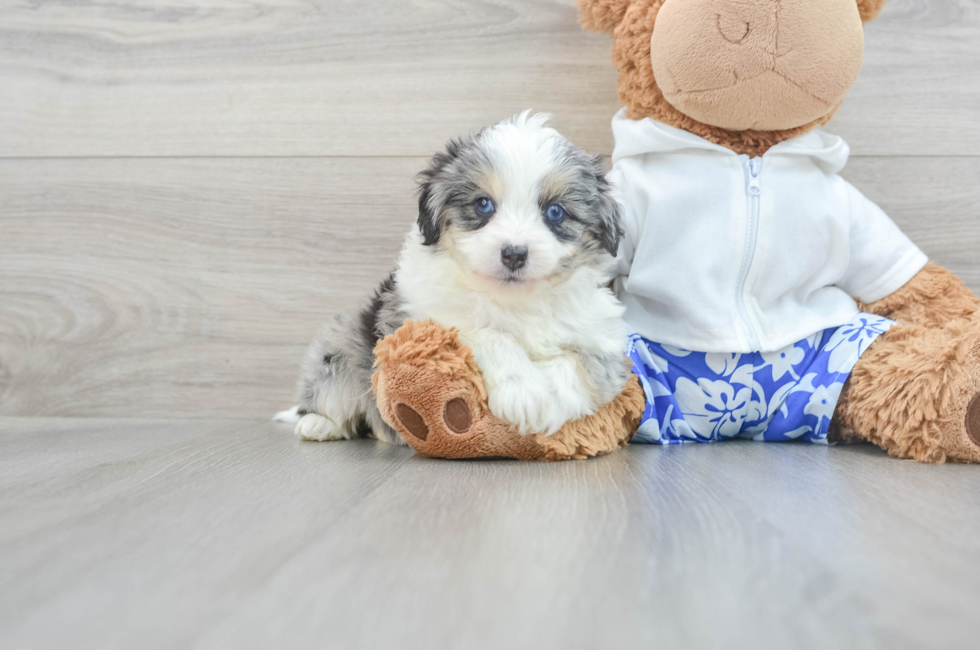 6 week old Mini Aussiedoodle Puppy For Sale - Puppy Love PR