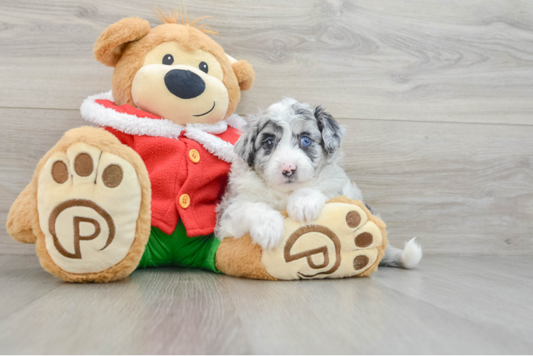 Meet Twilight - our Mini Aussiedoodle Puppy Photo 1/3 - Puppy Love PR Adorable Mini Australian Shepherd X Poodle Mix Poodle Mix Puppy