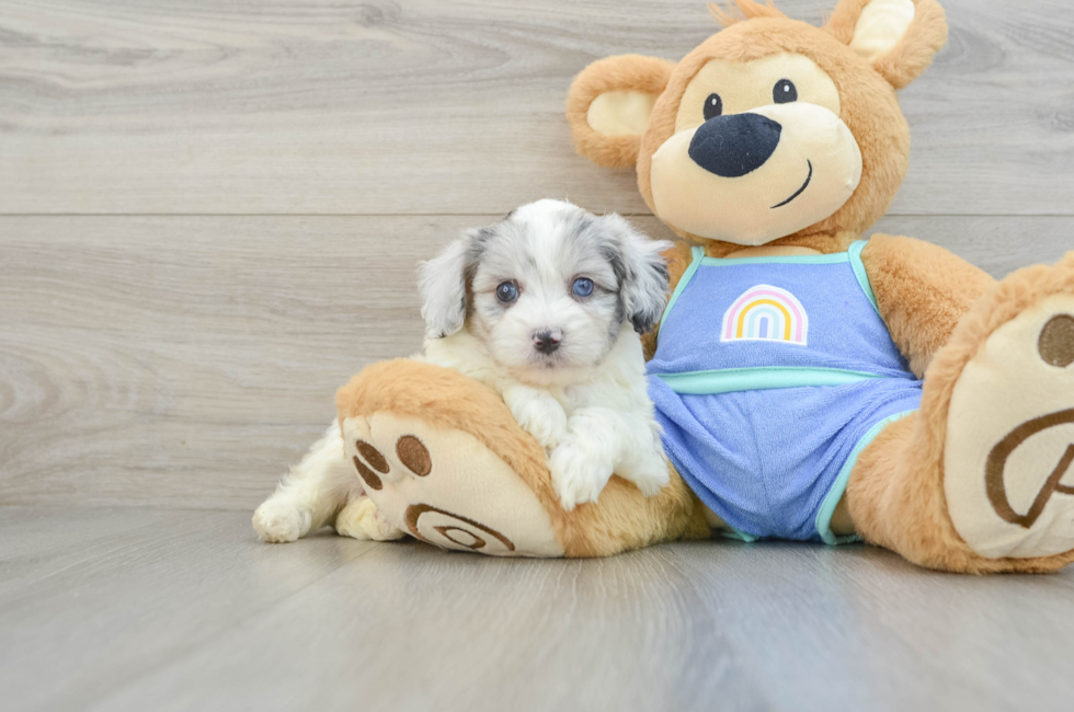 5 week old Mini Aussiedoodle Puppy For Sale - Puppy Love PR