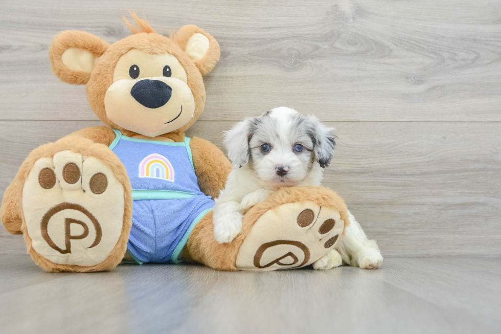 Energetic Aussie Poo Poodle Mix Puppy