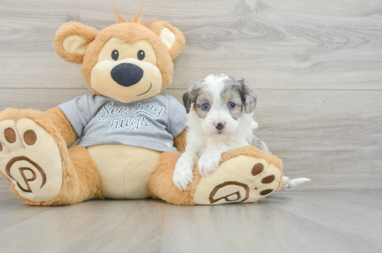 Mini Aussiedoodle Pup Being Cute