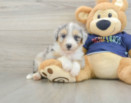 8 week old Mini Aussiedoodle Puppy For Sale - Puppy Love PR