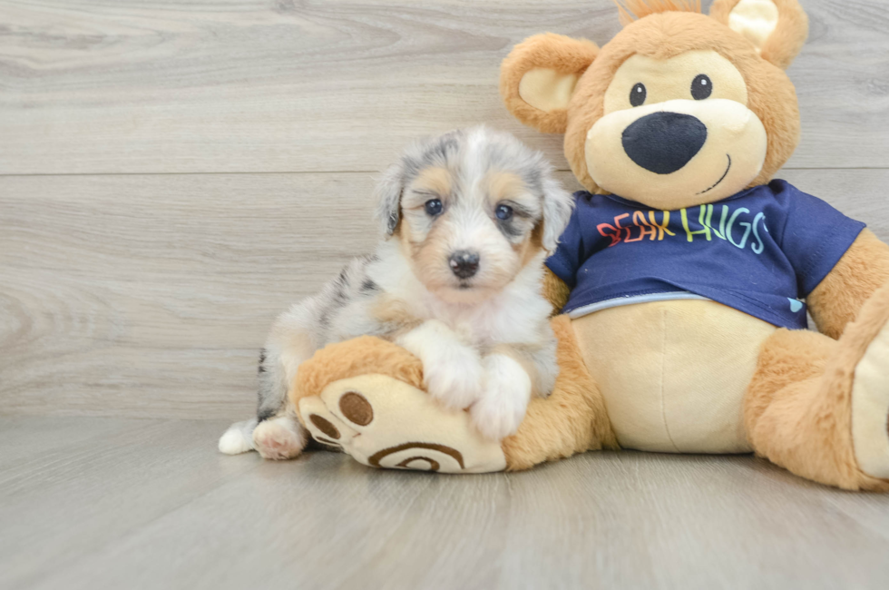 6 week old Mini Aussiedoodle Puppy For Sale - Puppy Love PR