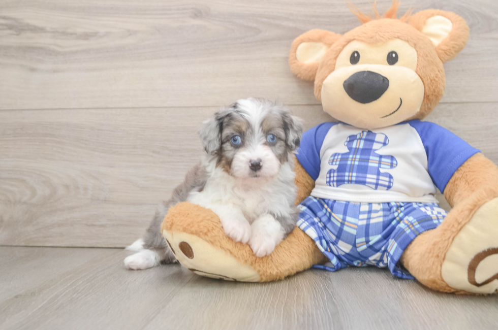 5 week old Mini Aussiedoodle Puppy For Sale - Puppy Love PR