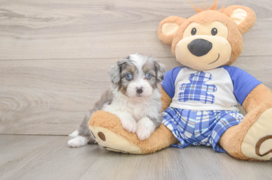 Mini Aussiedoodle Pup Being Cute