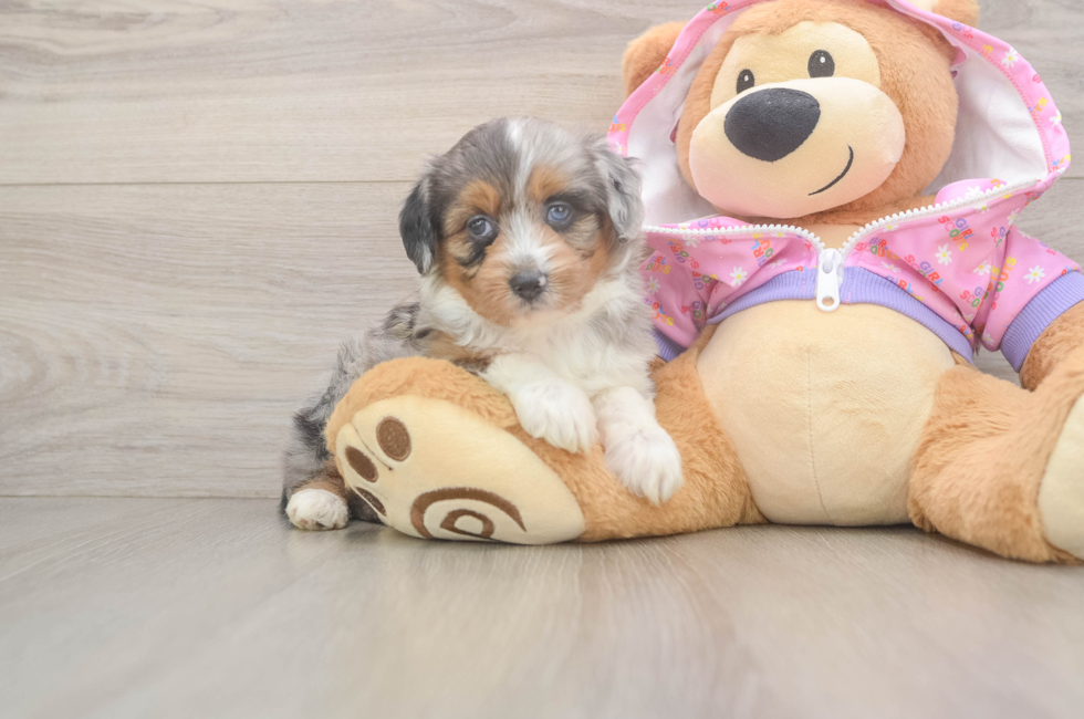 5 week old Mini Aussiedoodle Puppy For Sale - Puppy Love PR