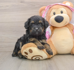 8 week old Mini Aussiedoodle Puppy For Sale - Puppy Love PR