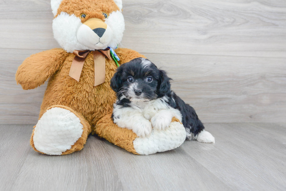 Mini Aussiedoodle Pup Being Cute