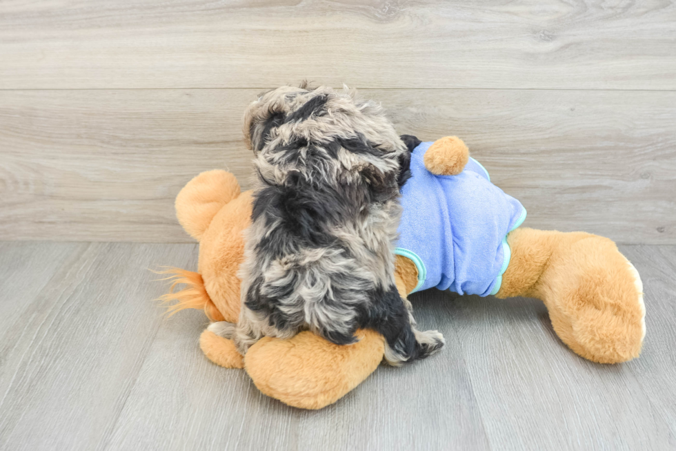 Mini Aussiedoodle Pup Being Cute