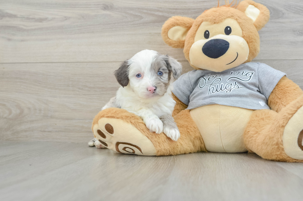 5 week old Mini Aussiedoodle Puppy For Sale - Puppy Love PR