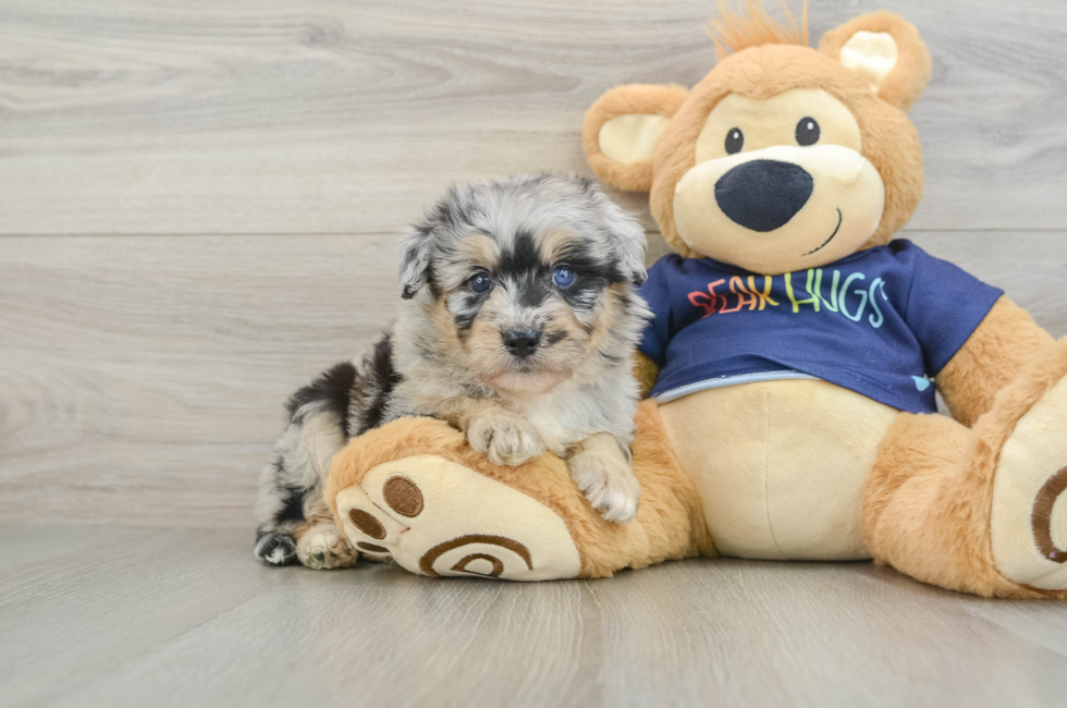 6 week old Mini Aussiedoodle Puppy For Sale - Puppy Love PR
