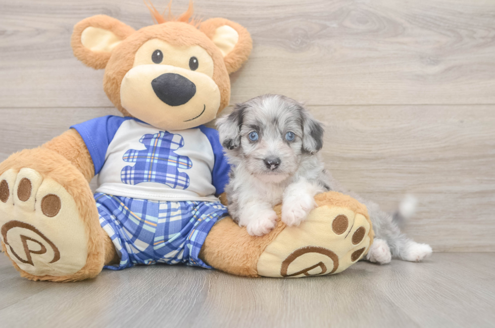 5 week old Mini Aussiedoodle Puppy For Sale - Puppy Love PR