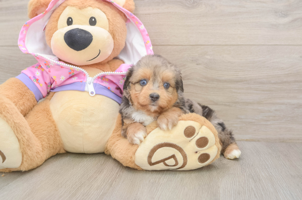 5 week old Mini Aussiedoodle Puppy For Sale - Puppy Love PR