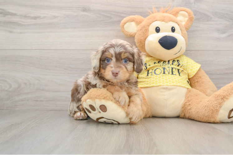 Cute Mini Aussiedoodle Baby