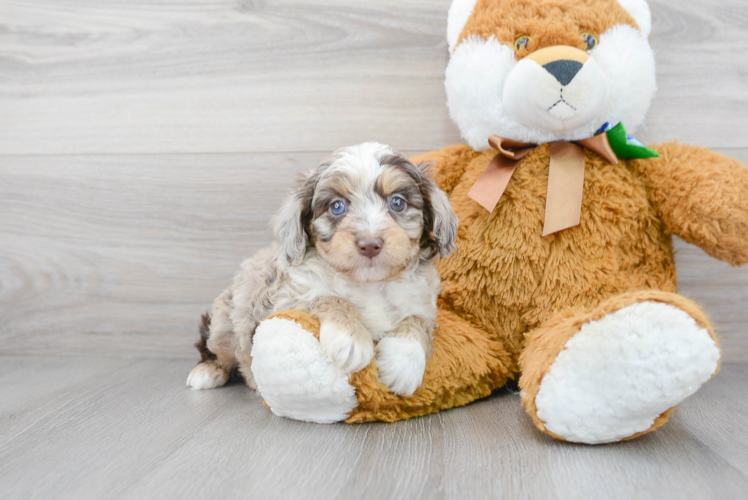 Cute Mini Aussiedoodle Poodle Mix Pup