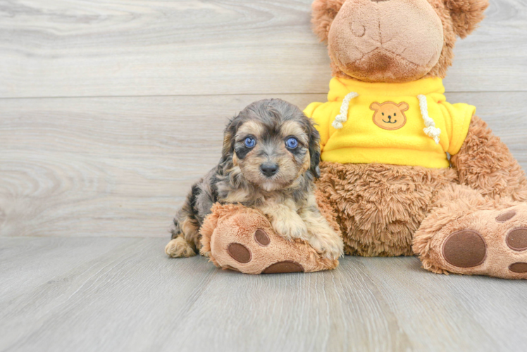 Small Mini Aussiedoodle Baby