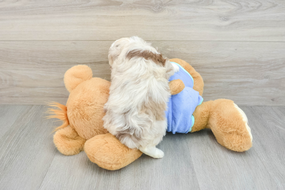 Best Mini Aussiedoodle Baby