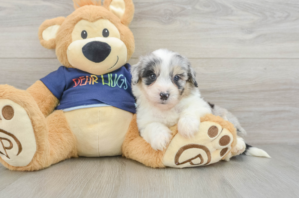 6 week old Mini Aussiedoodle Puppy For Sale - Puppy Love PR