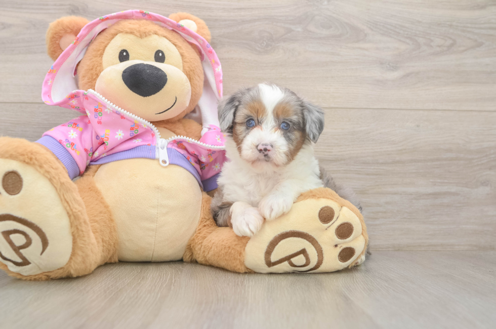 5 week old Mini Aussiedoodle Puppy For Sale - Puppy Love PR